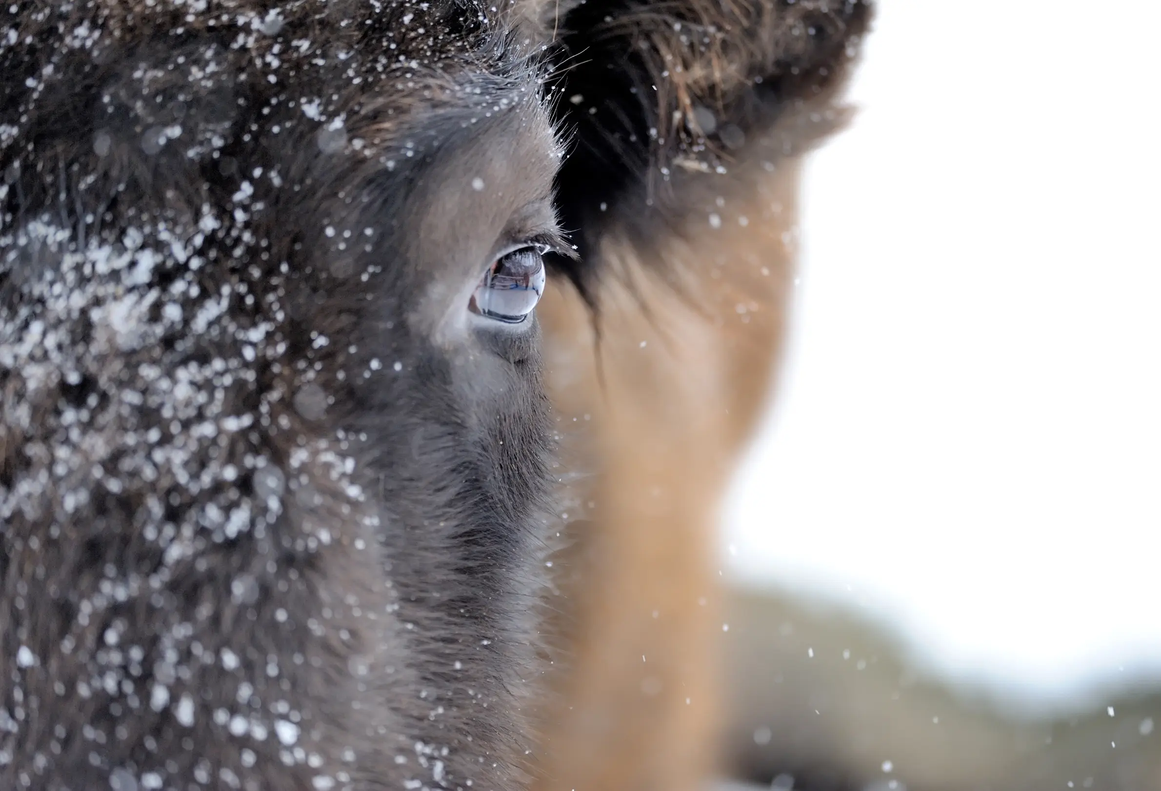 Iron Head Bison bison image