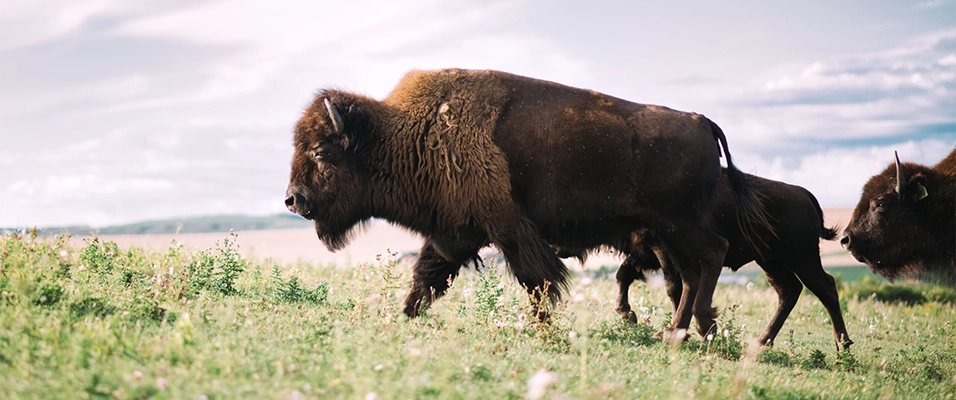 Bison walking through grass field