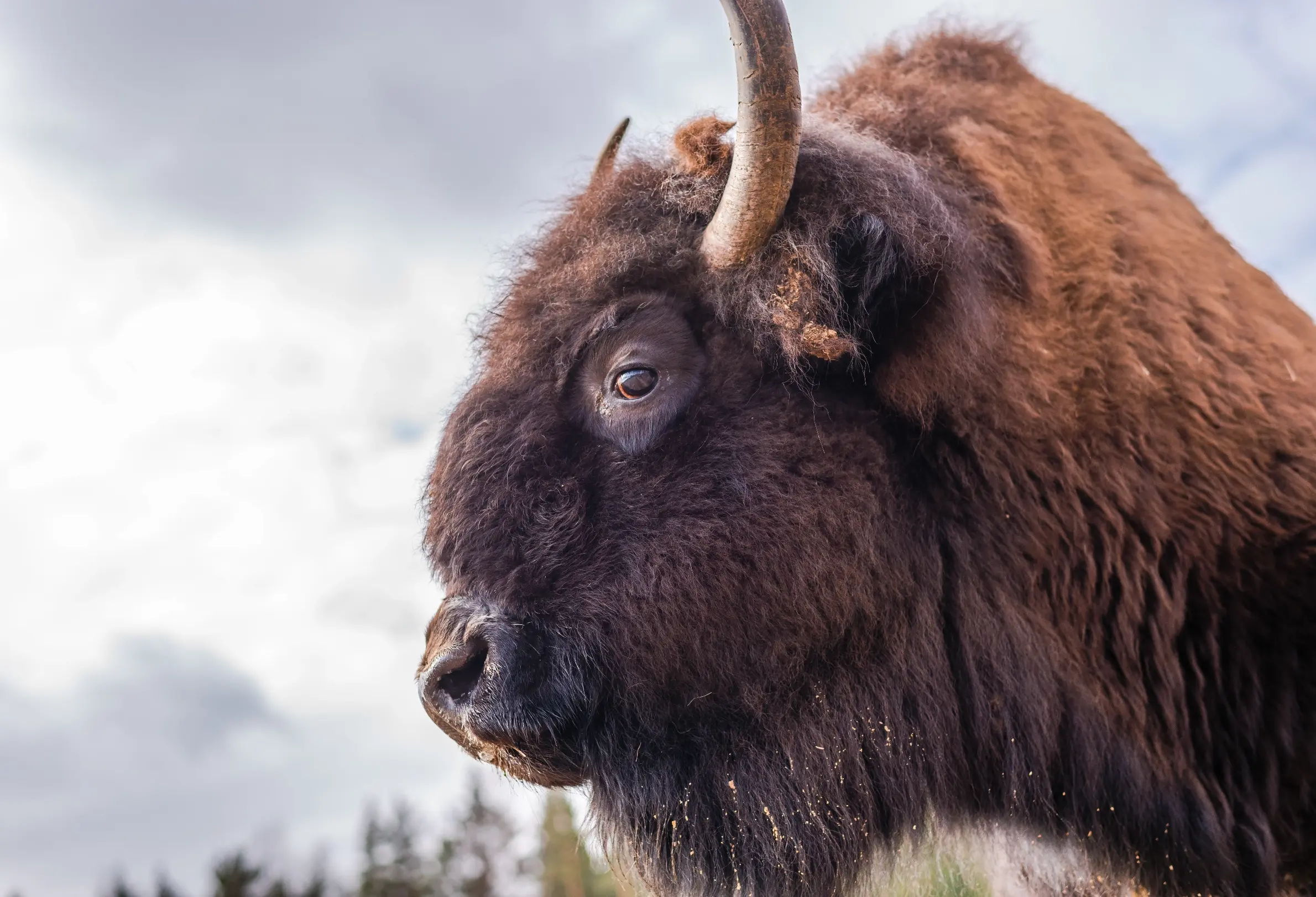 Iron Head Bison - Why bison